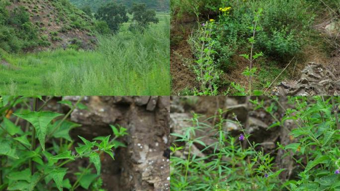 康藏荆芥 中药  植株 花序 花 叶 茎