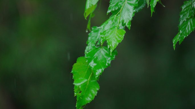 4k唯美雨水惊蛰谷雨立春意境雨滴滴水春雨