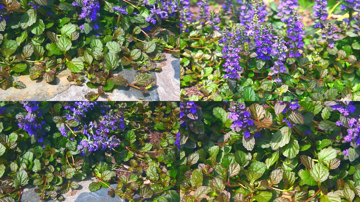 匍匐筋骨草 植株 淡紫红色花 叶 茎