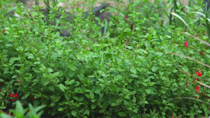 樱桃鼠尾草 生境 植株 红色花 叶 茎