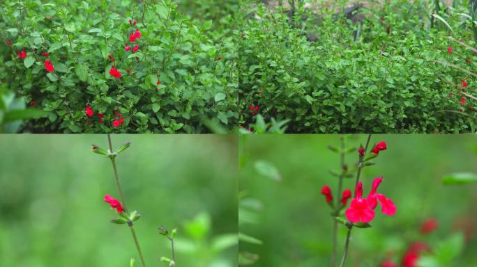 樱桃鼠尾草 生境 植株 红色花 叶 茎