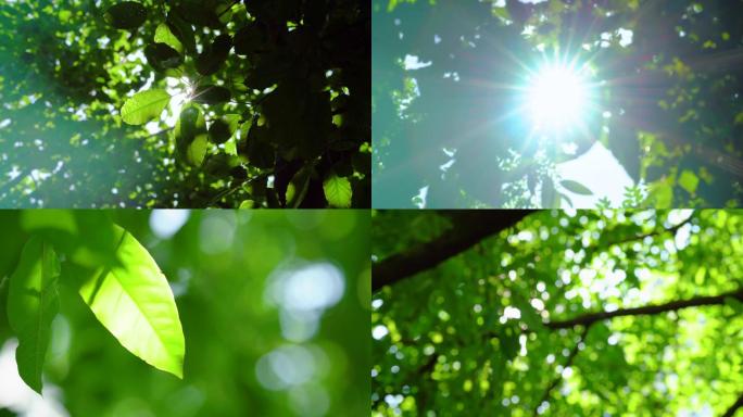 4k烈日大暑小暑炎炎夏日太阳阳光透过树叶