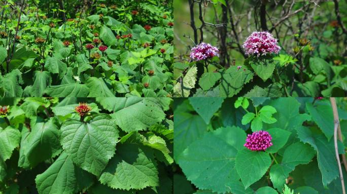 臭茉莉 生境 植株 花序 花 叶 茎