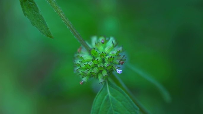 细风轮菜 生境 植株 淡蓝色花 叶 茎