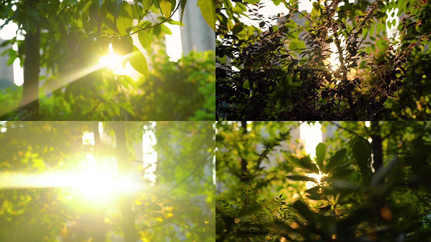 4k阳光透过树叶树木