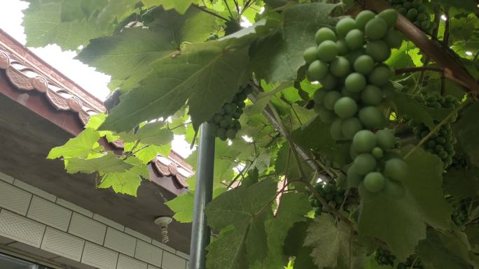 生长的葡萄 未成熟葡萄 未成熟的葡萄