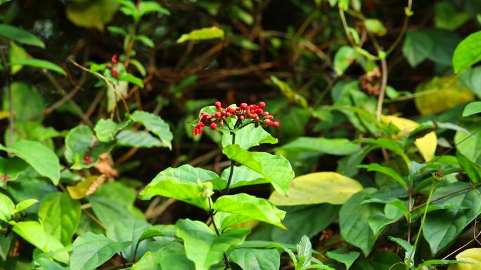 华丽龙土珠 植株 花序 花 叶 茎