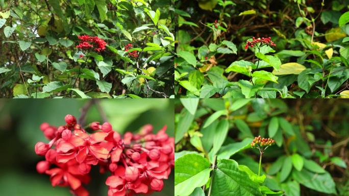 华丽龙土珠 植株 花序 花 叶 茎