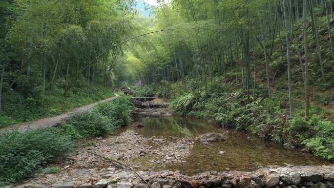 布袋山 竹林  鸭子戏水