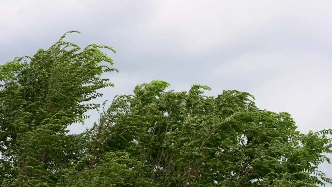 夏天阴雨天气大风吹动树叶