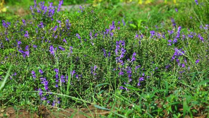 黄芩 中药 生境 植株 花序 花 叶 茎