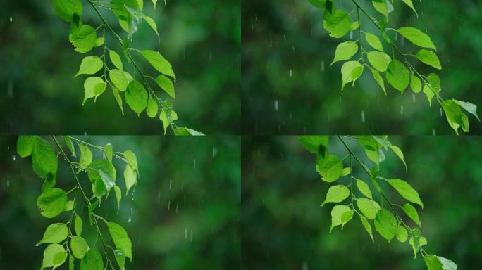 4k唯美雨水惊蛰谷雨立春意境雨滴滴水春雨