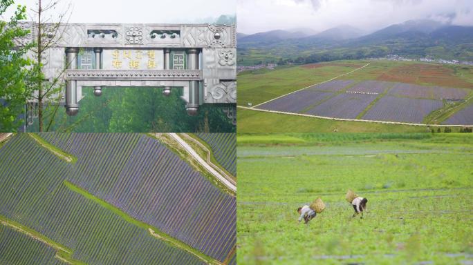 布拖县蓝莓基地