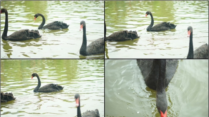 公园里的黑天鹅吃食进食喂食