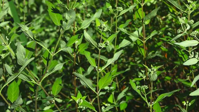 蒙古莸 沙蒿  植株 花序 花 叶 茎