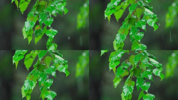 4k唯美雨水惊蛰谷雨立春意境雨滴滴水春雨