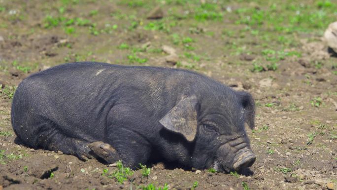 小黑猪特写土猪养殖业农业散养猪可爱小动物