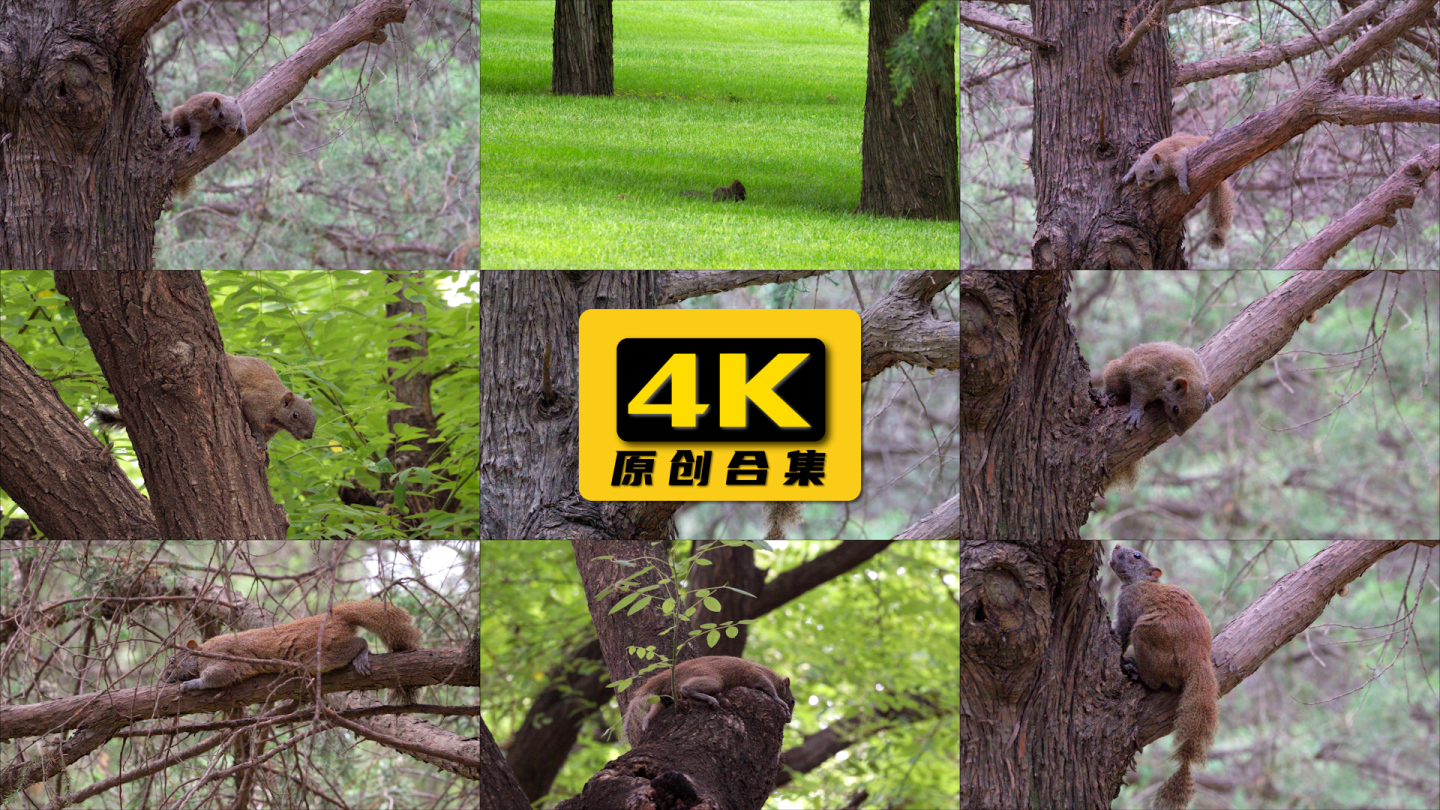 北京天坛公园里松树上可爱的觅食小松鼠