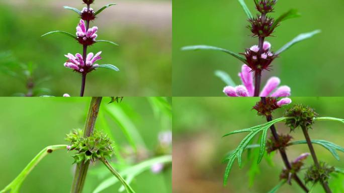 细叶益母草 生境 植株 紫红色花 叶 茎