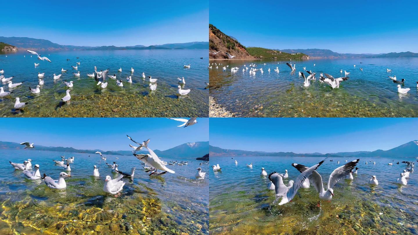 清澈见底的湖面海鸥在抢食