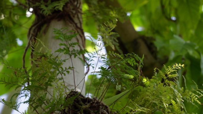 含羞草热带雨林植物园绿色叶子