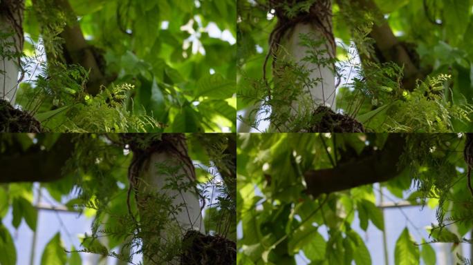 含羞草热带雨林植物园绿色叶子