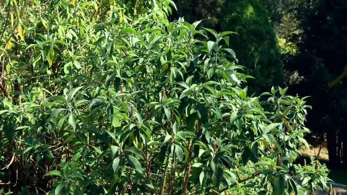 米团花 生境 植株 花序 花 叶 茎