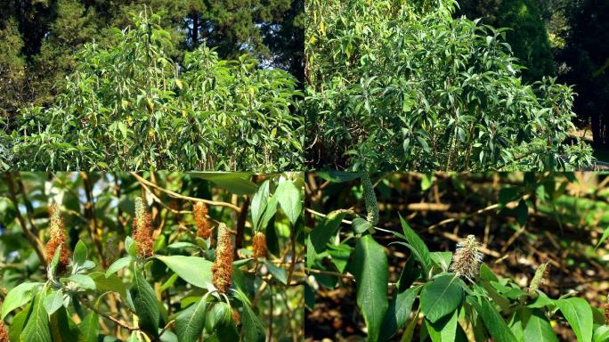 米团花 生境 植株 花序 花 叶 茎