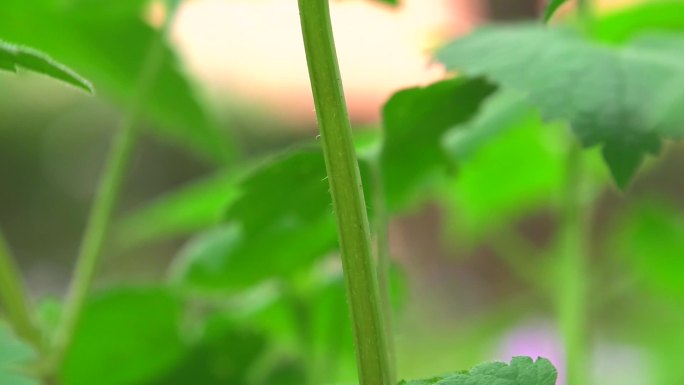 野芝麻 生境 植株 白色花 叶 茎 中药