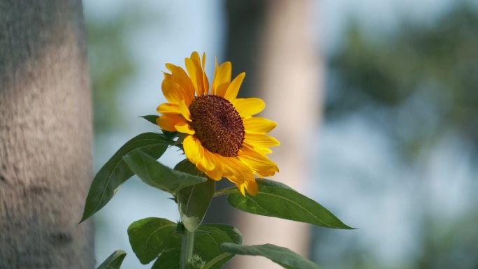 观赏向日葵太阳花