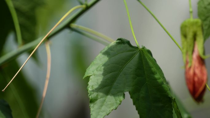 吊钟花朵红色花朵绿色植物