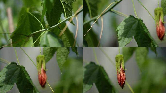 吊钟花朵红色花朵绿色植物