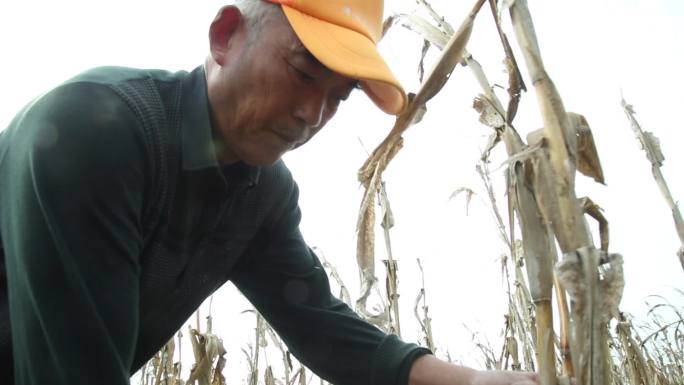 农民收割玉米杆