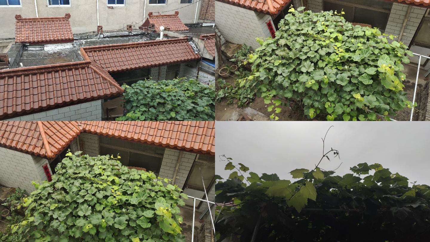 下雨 小院子 葡萄架 雨滴 房屋顶