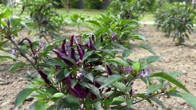 菜园菜地绿色生态紫色辣椒朝天椒