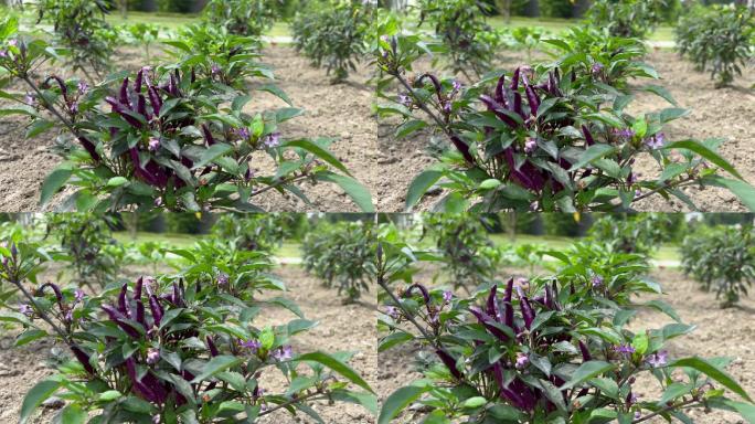 菜园菜地绿色生态紫色辣椒朝天椒