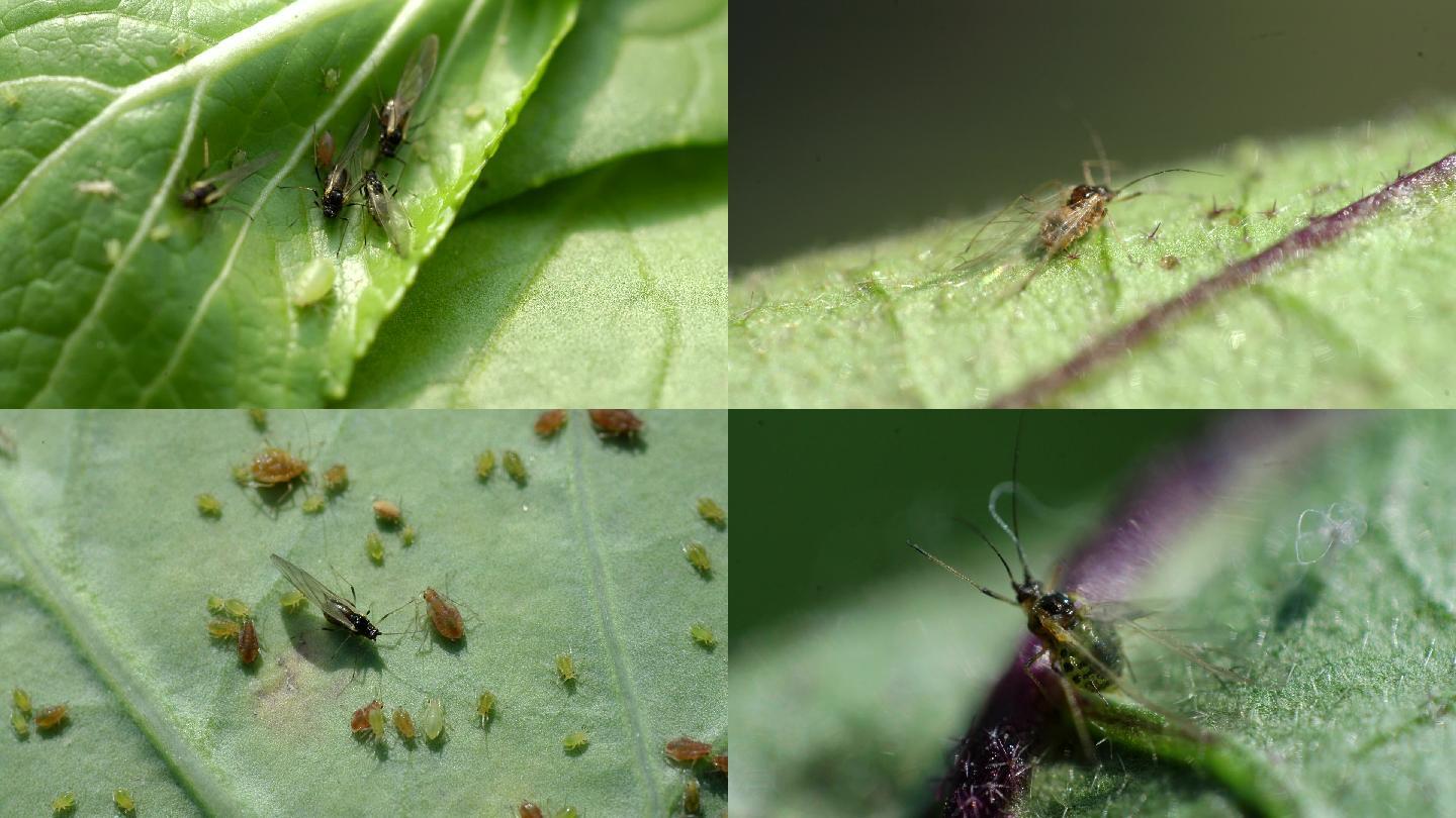 蔬菜 蚜虫 桃蚜 有翅蚜 害虫 烟蚜