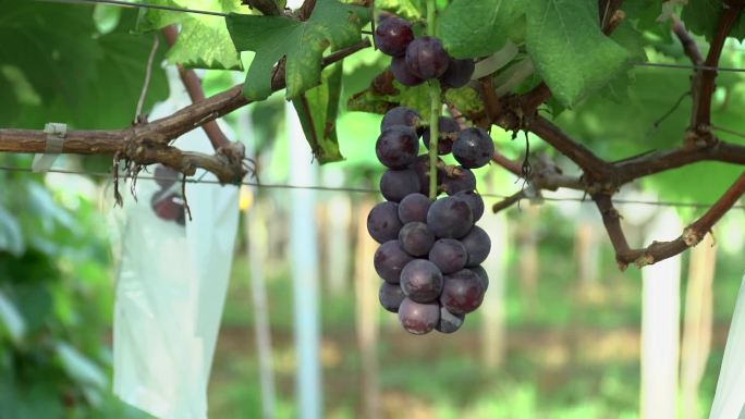 提子葡萄种植
