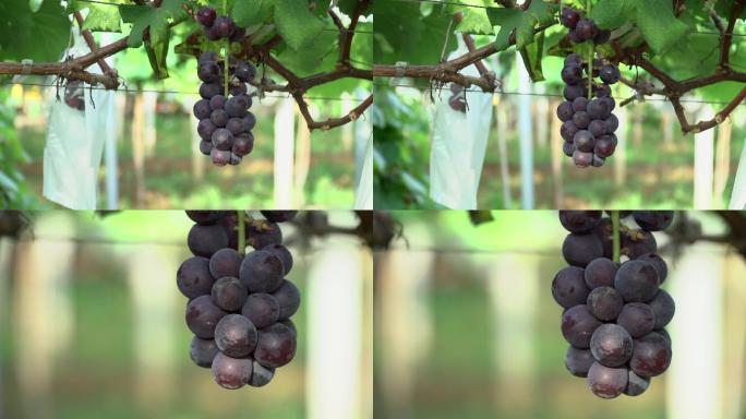 提子葡萄种植