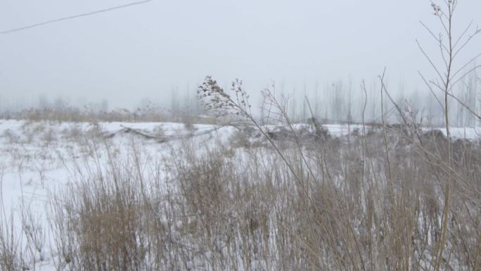 荒野雪地场景雪地行走脚步红叶小树雪景