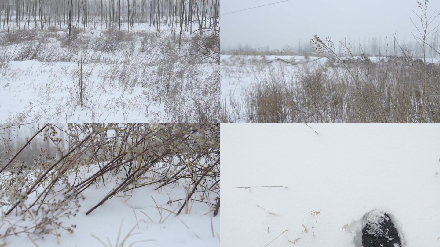 荒野雪地场景雪地行走脚步红叶小树雪景