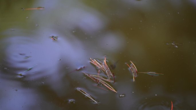 池塘蝌蚪水生物生态