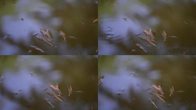 池塘蝌蚪水生物生态