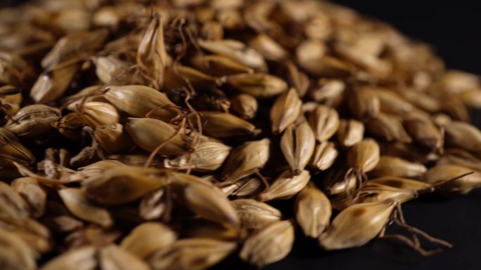 炒麦芽大麦茶中药中草药中医药材