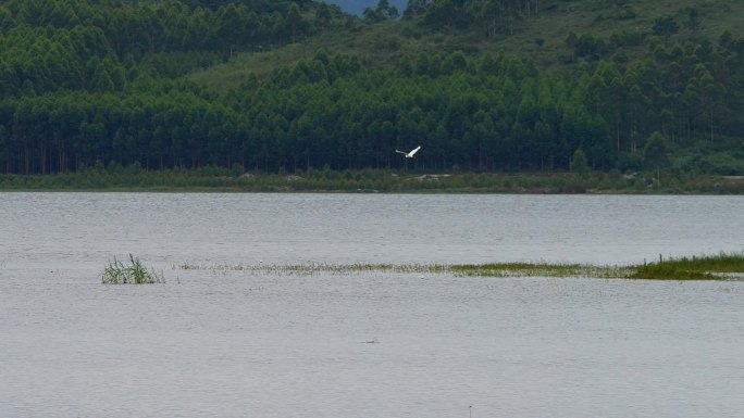 湖泊 飞鸟