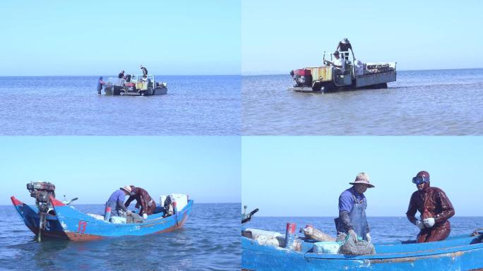 渔民  海参养殖 捕捞 海底海参 捕捞