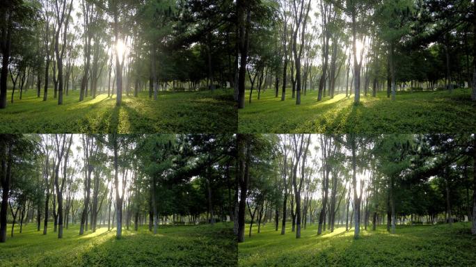 自然生命生态环境阳光照射万物复苏树林光影