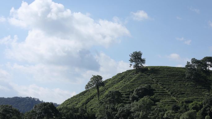 延时 武夷山 茶山 树 蓝天白云 云彩