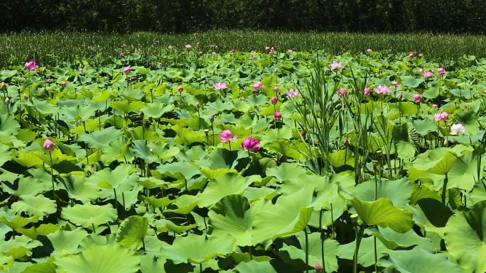 高清荷花荷塘大场景长镜头实拍30M码流