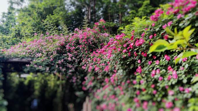 满园蔷薇 蔷薇花开 花 蔷薇 玫瑰 春天